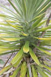 Moundlily yucca